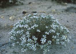 Image result for Parquetina calophylla