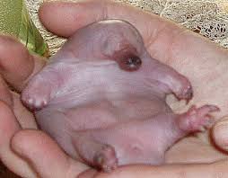 Afbeeldingsresultaat voor Rapid Assessment Program strange