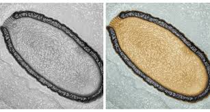 How to enter the command. Return Of The Giant Zombie Virus Science News For Students