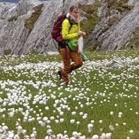 Image result for Leucas sexdentata