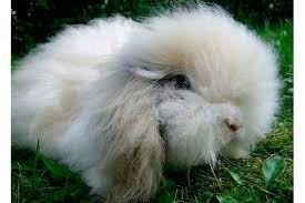 Der rammler ist bereits mit etwa sechs monaten zur zucht geeignet. Teddyzwergkaninchen Infos Tipps Bilder Die Tierexperten