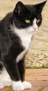 Black And White Cat With Pink Nose Pin By Kellen On Tuxedo Kitties Tuxedo Cat Facts Cat Facts Cat Breeds