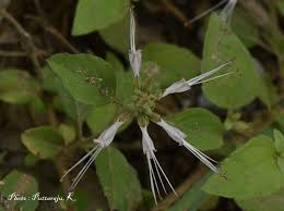 Image result for Ocimum filamentosum