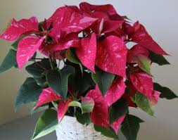 Consumer interest for this cultivar has been very strong, and it has the potential to be even more important than red. Poinsettia Legend Care Myth Studley S Flower Gardens
