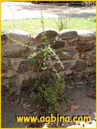 Image result for Tinospora fragosa