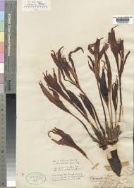 Image result for Crinum crassicaule