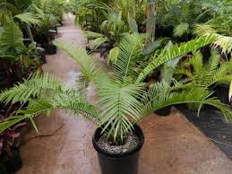 Image result for Encephalartos villosus