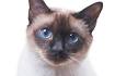 Siamese Cat Breed Information: Behavior, Pictures and Care ...