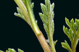 Image result for Lepidium bonariense