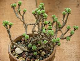 Lava rock is most commonly known for indoor succulents are easy to care for, butindoor succulents are easy to care for, but they do have some special requirements that can mean the. Sedum Multiceps Great Succulent For Bonsai Planting Succulents Succulents Rock Garden Plants