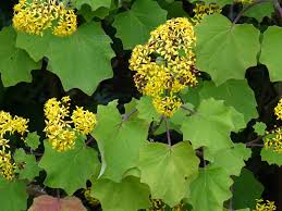 Image result for Roldana