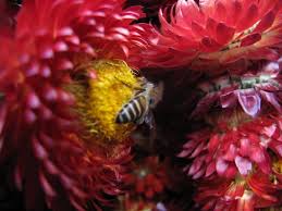 Flowers at Bhimashankar Temple