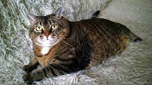 Check spelling or type a new query. Cat Diabetes Causes Symptoms Treatment Hill S Pet