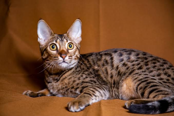 F5 Savannah Cat: Info, Pictures, Facts & Origin - Catster