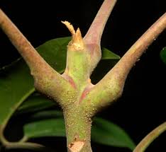 Image result for Pseudospondias microcarpa