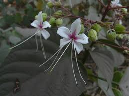 Image result for Clerodendrum umbellatum