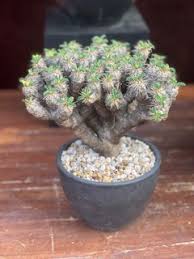 Image result for Euphorbia fanshawei