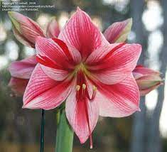 View Picture Of Amaryllis Gervase Hippeastrum At Dave S Garden All Pictures Are Contributed By Our Community Amaryllis Flowers Amaryllis Amaryllis Bulbs