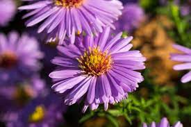 Flowering of new england b. Perennial Of The Month Aster Ken Matthews Garden Center