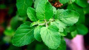 Read more cara cepat hamil dengan daun kemangi. 10 Manfaat Daun Kemangi Untuk Kesehatan Bisa Bikin Cepat Hamil