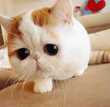 cutest cats ever cute animals snoopy cat
