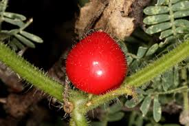 Image result for Kedrostis