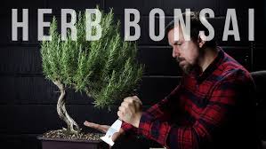 Image result for rosemary bonsai