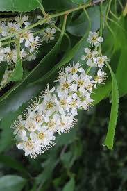 Image result for Prunus serotina