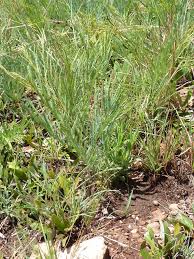 Image result for Elephantorrhiza elephantina