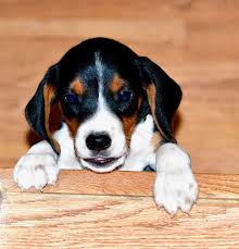 Black And Tan Beagle Puppies For Sale Green Collar Dog Breed Names Beagle Puppy Puppies For Sale