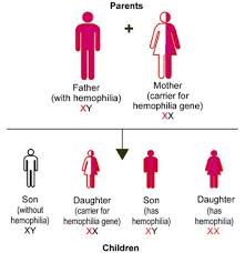 Genetics Of Hemophilia Hemophilia Von Willebrand Disease Awareness