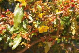 Image result for Ochna natalitia
