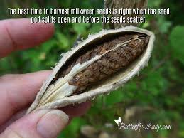 Harvesting Milkweed Seeds Milkweed Seeds Monarch Butterfly Garden Butterfly Garden Plants