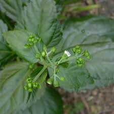 Image result for Adenostemma