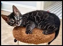Bengal cats & bengal cat breeders. Bengal Cat Wikipedia