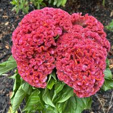 Image result for Celosia nervosa