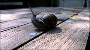 The time it takes a milk snake to grow to full size is usually around two years. Snail Goes Wild On Milk Youtube
