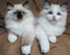 Ragdoll Kittens for Sale - Adoptapet