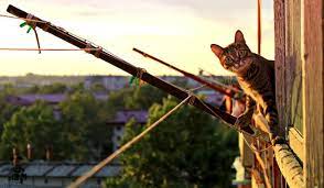 Der katzensichere balkon mit völlig einschließenden netzen. Balkon Katzensicher Ohne Netz Machen Heimwerk Co