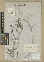 Image result for Phyllanthus pseudoniruri