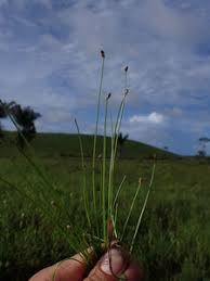 Image result for Eleocharis retroflexa