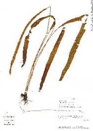 Image result for Elaphoglossum acrostichoides