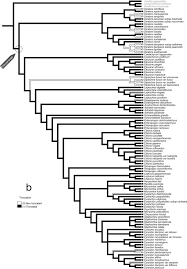 Image result for Leptochloa coerulescens