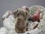 Teacup Miniature Dachshund Puppies For Sale