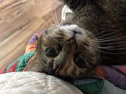 Upside Down Sam Says Hi Cat Pictures For Kids Beautiful Cats Pictures Cute Cats