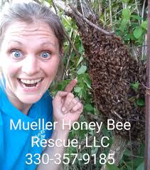 Honey Bee Swarm Removal in Murfreesboro, TN