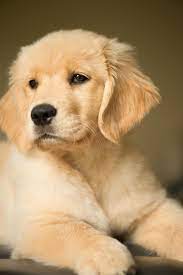 Yellow Golden Retriever Puppies Off 54 Www Usushimd Com