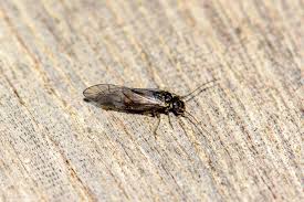 Image result for Coleus psammophilus