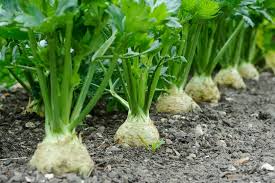 Image result for Apium graveolens