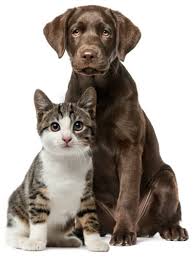 Petsmart offers quality products and accessories for a healthier, happier pet. Natural Pet Food Home Pet Food Petbakery